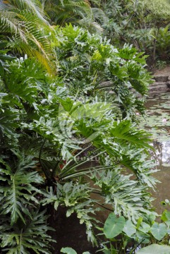 观赏植物龟背竹