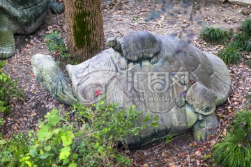 石龟 龟