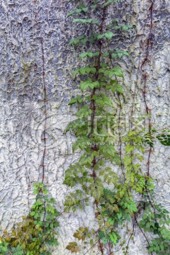 爬山虎 绿植 围墙 墙 植物