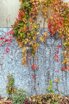 爬山虎 绿植 围墙 墙 植物
