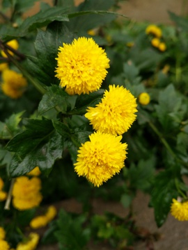 小菊花
