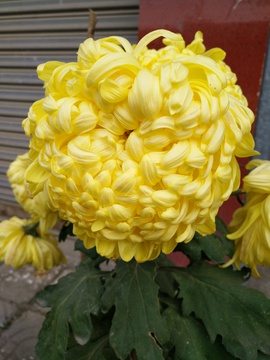 菊花