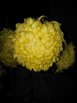 菊