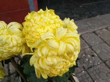 菊花