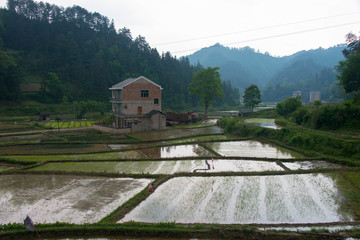 秀地水稻基地美丽乡村