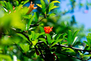 石榴花素材