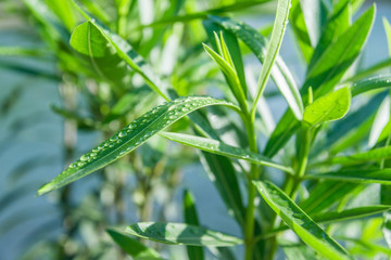 绿色植物特写