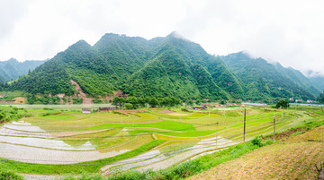 美丽乡村水稻田野