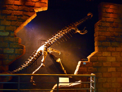 恐龙骨骼 化石
