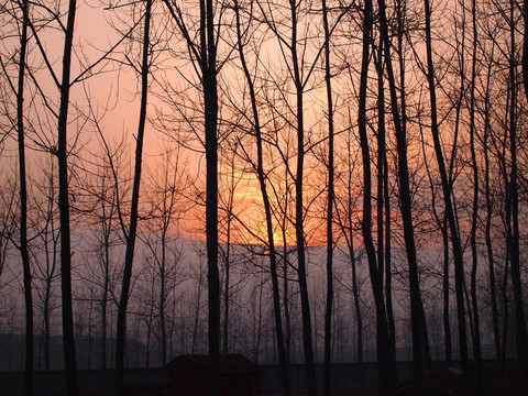 树林黄昏 日出日落