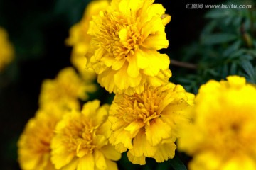 小万寿菊 小种万寿菊 黄色菊花