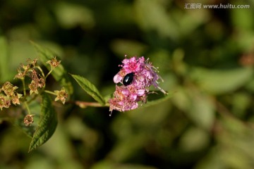 黑色甲虫 阎甲 紫红色野花