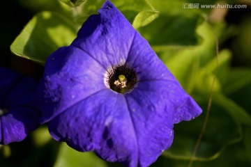 紫色牵牛花 矮牵牛 喇叭花