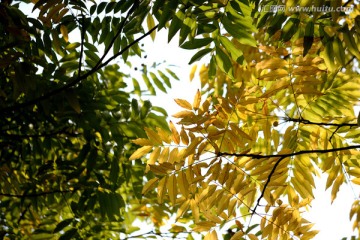 阳光下的黄叶 楝树