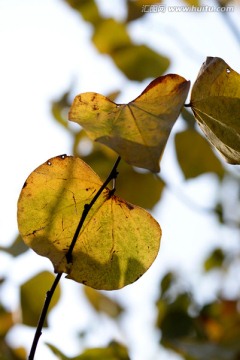 阳光下的秋天黄叶 叶脉纹理