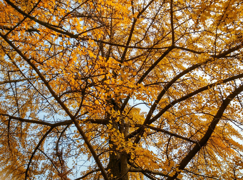 秋天的银杏叶 金黄色的银杏叶