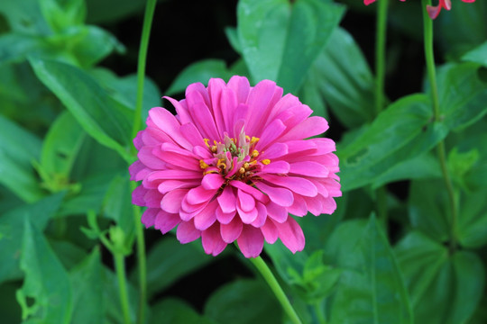 百日草 百日菊