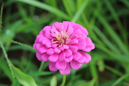 百日草 百日菊