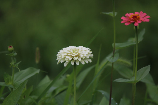 百日草 百日菊