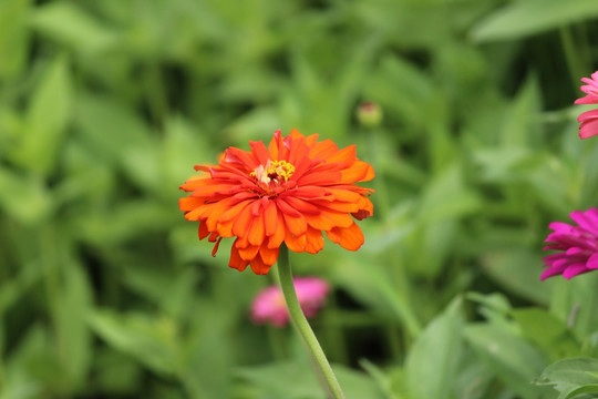 百日草 百日菊 花