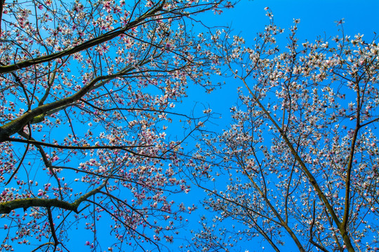 花朵 天空