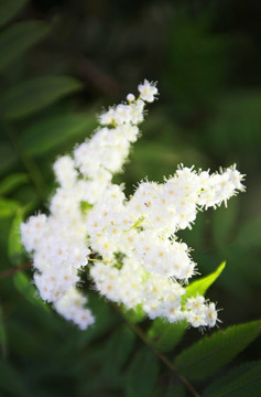 丁香花特写