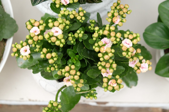 小花