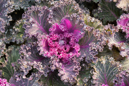 紫色菜花背景