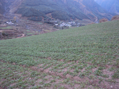 玛咖种植基地玛咔特色农作物农业