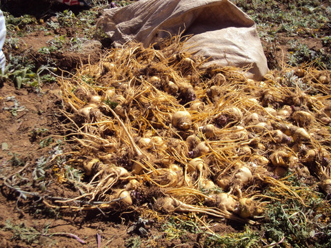 玛咖种植收获玛咔特色农作物种植