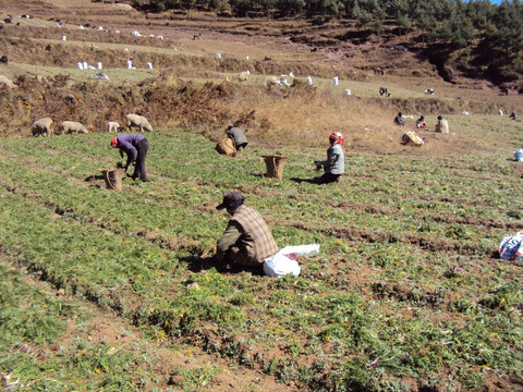 玛咖种植收获玛咔特色农作物种植