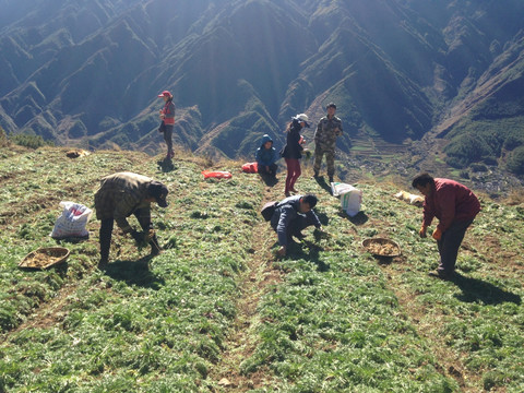 玛咖玛卡马卡玛咔玛卡种植基地