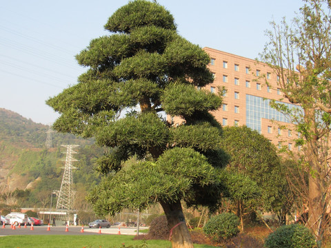 风景树