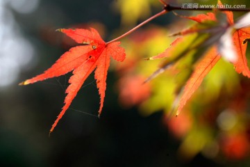 秋天的逆光红枫叶 槭树也