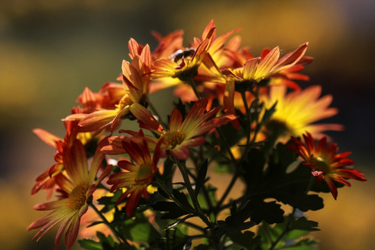 菊花