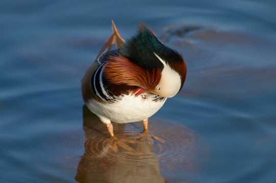 野鸳鸯