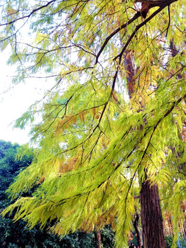 色彩斑斓的杉树