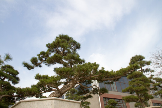 黑松 室外大型盆景