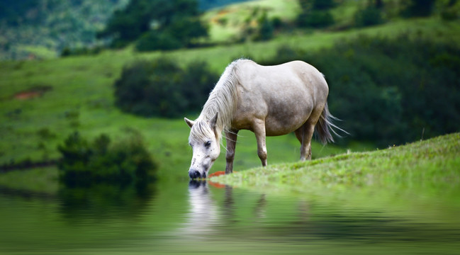 马匹饮水