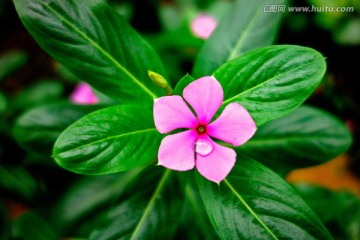 长春花 粉色花 露水