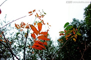 秋天红叶 红叶树