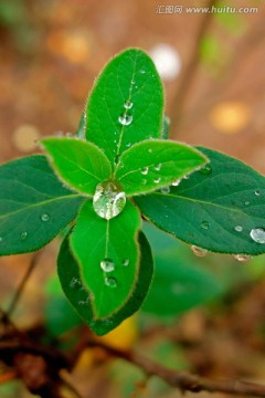叶片上的水珠 绿叶雨滴
