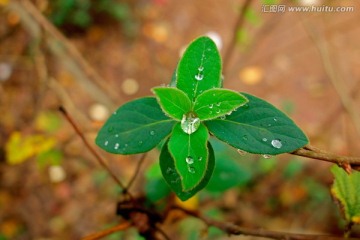 叶片上的水珠 绿叶雨滴