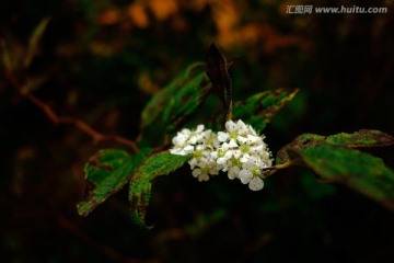 野山楂白色花 白色小野花