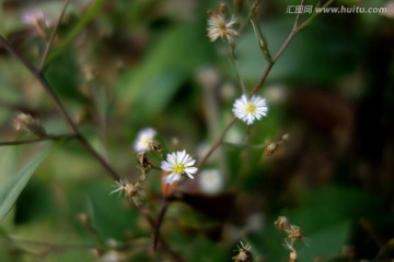 多裂翅果菊 白色野菊花