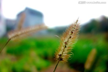 狗尾巴草 马尾草 微距