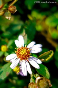 白花鬼针草 白色菊花 野菊花