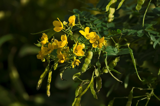 黄花槐