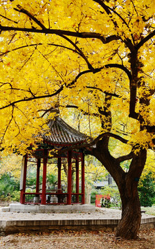 北京地坛公园的唯美秋色