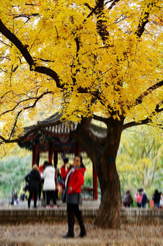 北京地坛公园的游人